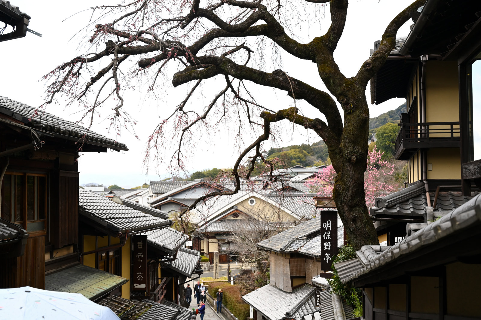 京都三年坂百年垂櫻