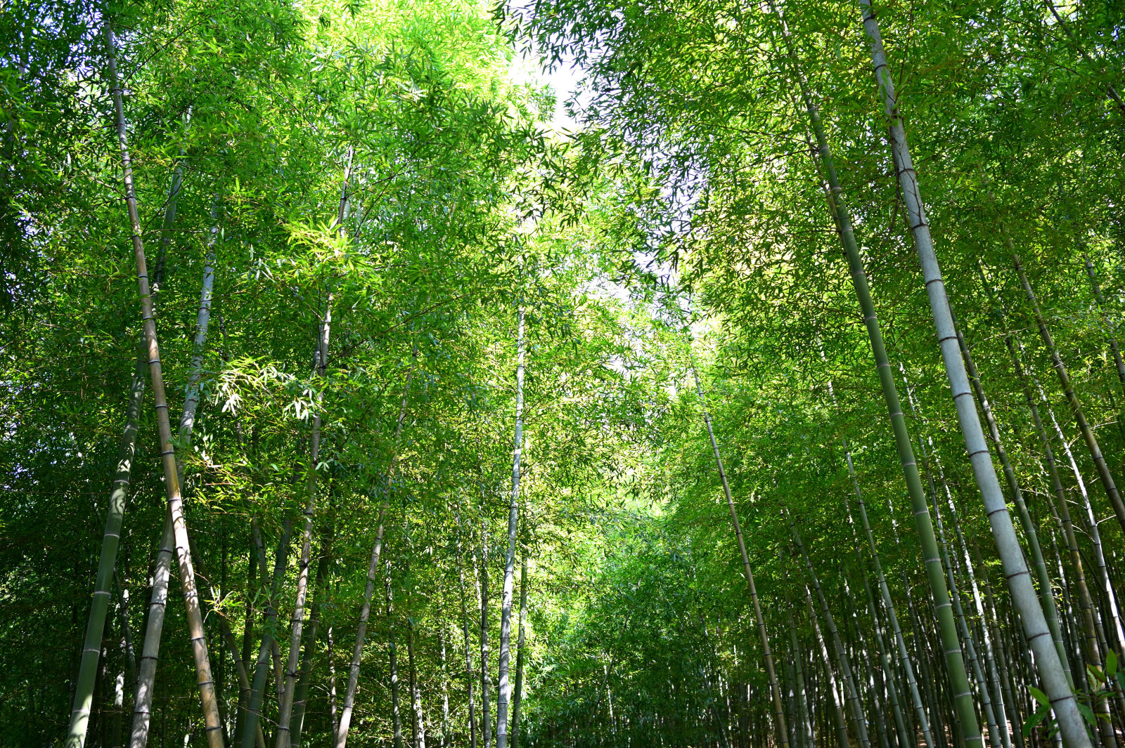 安吉竹林