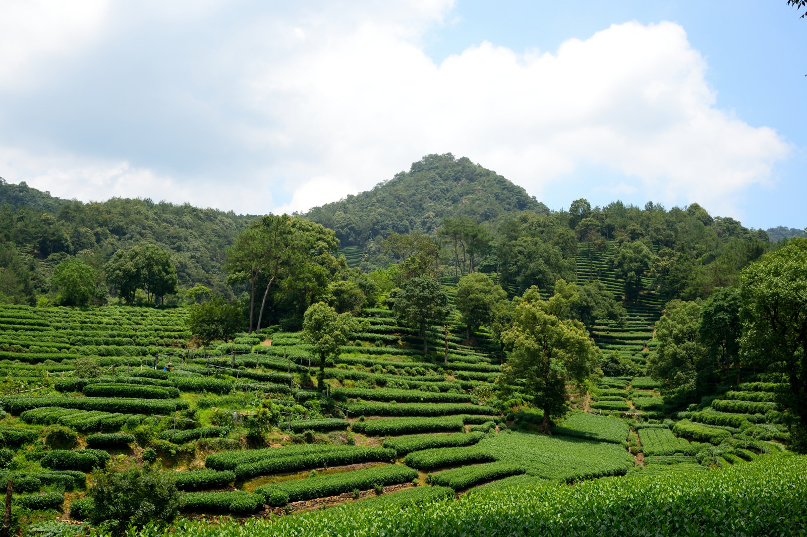 杭州龍井茶園